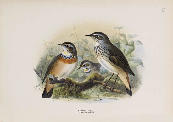 (BIRDS.) Dresser, Henry Eeles. A History of the Birds of Europe. 9 vols. 1871-96